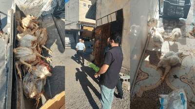 لە هەڵەبجە 30 مریشکی زیندوو دەستیان بەسەرداگیرا و لەناوبران