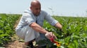 Diyala farmers turn to hand-pollination and hormone solutions