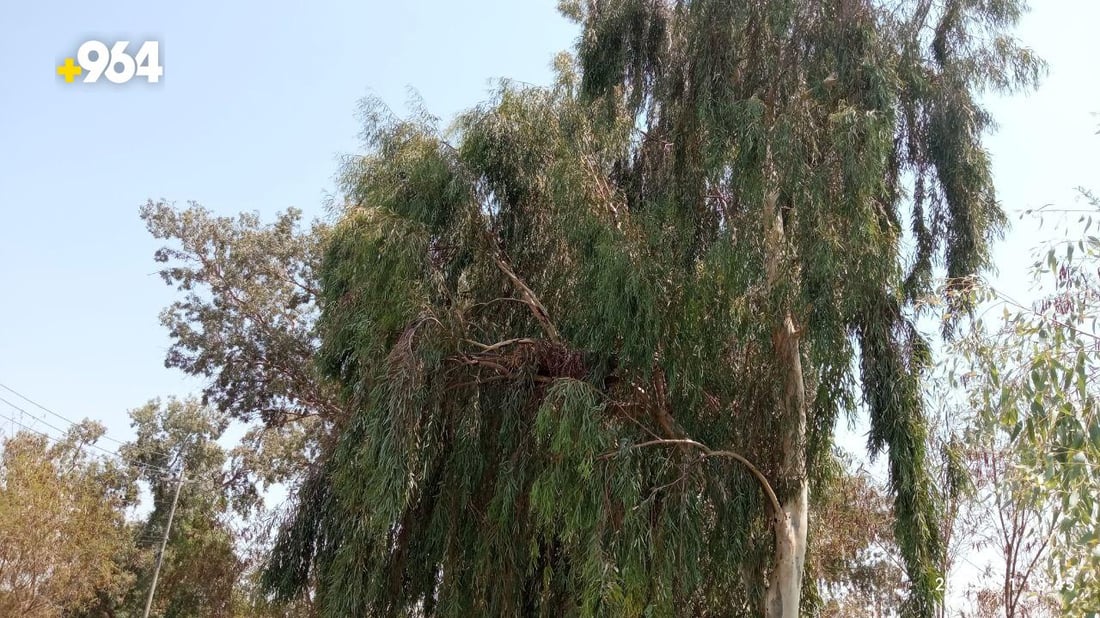 صور: طويريج تضع حراساً على 75 شجرة معمرة لحمايتها من الحطابين