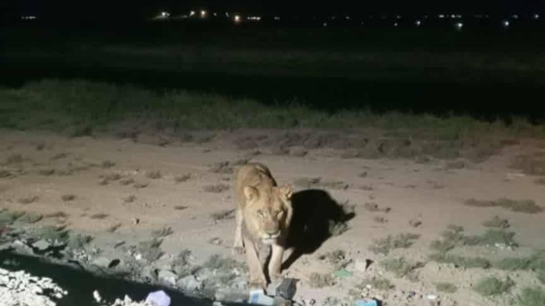 تحذير لسكان سامراء.. 4 أسود طليقة في مدينتكم وفرق البحث تحاول إيجادها