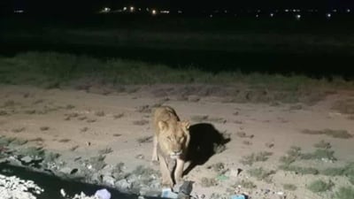 تحذير لسكان سامراء.. 4 أسود طليقة في مدينتكم وفرق البحث تحاول إيجادها