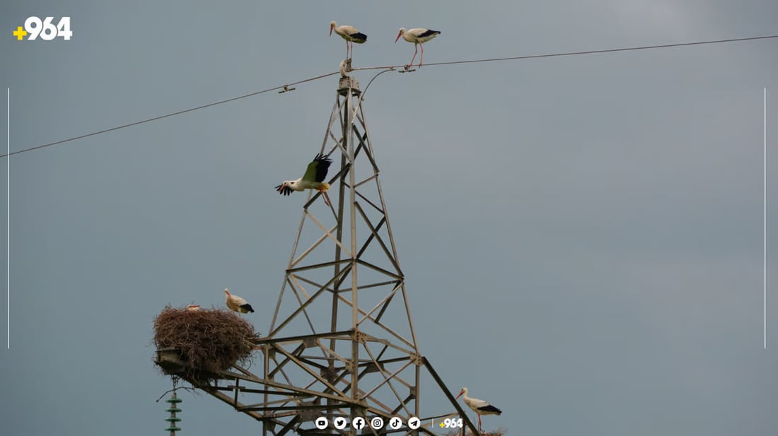 صور من السليمانية: اللقلق يبنى الأعشاش على أبراج الكهرباء.. سيهاجر بعد 8 شهور
