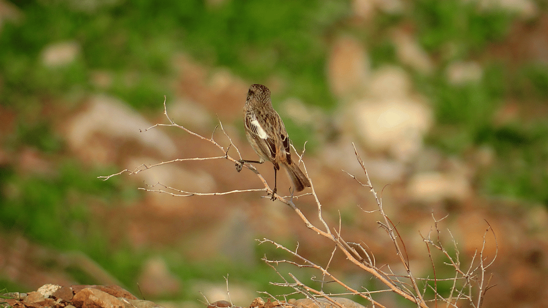 باڵندەکانی پشدەر رەنگی بەهاریان هێناوە
