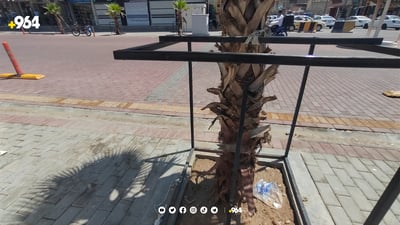 چوارچێوەی بەشێک لە دارەکانی ناو بازاڕی کەلار شكێنران