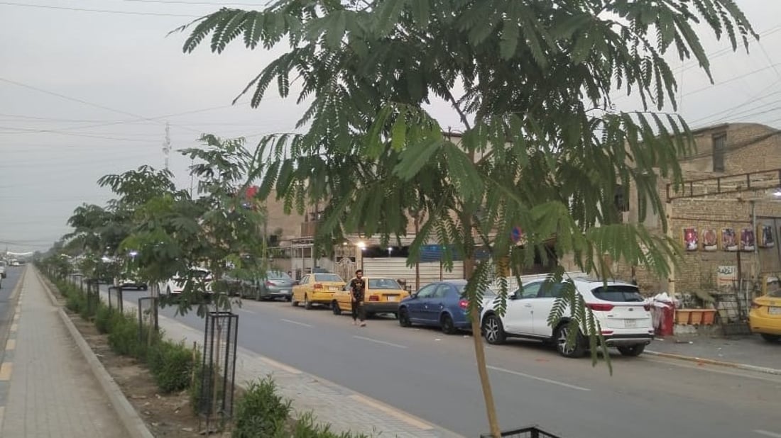 صور: 1500 شجرة ألبيزيا وداودونيا على طول شارع الضغط وسط بغداد