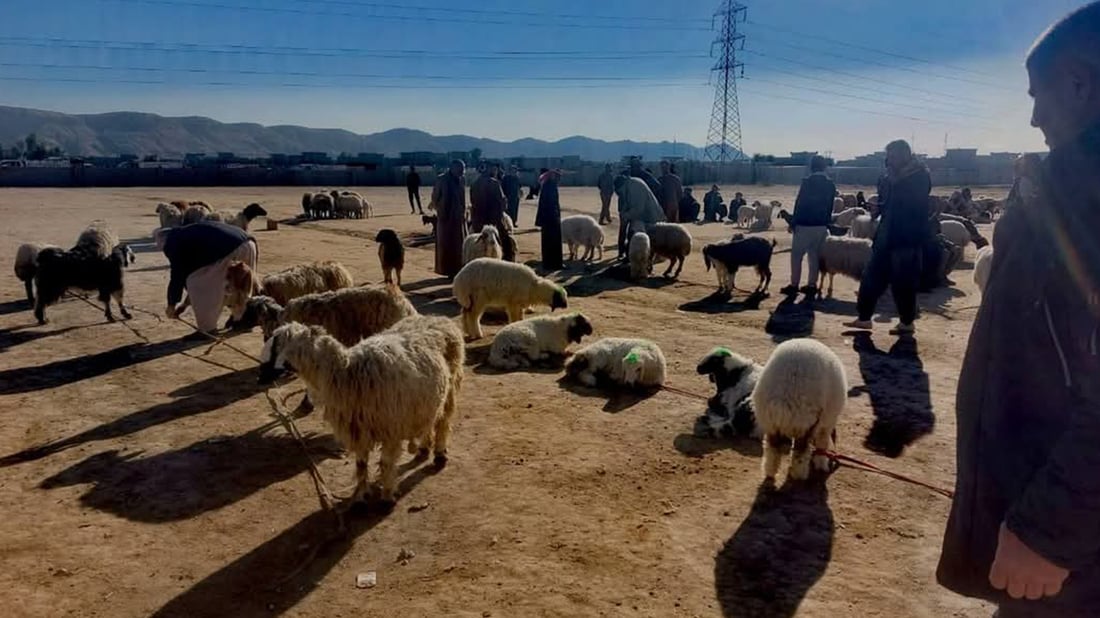 لە خورماتوو ئامادەکاری دەکرێت بۆ رووبەڕووبوونەوەی ڤایرۆسی FMD