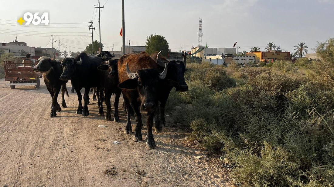جفاف الأهوار يغير كل شيء.. الگيمر أصبح غالياً جداً في أسواق البصرة (صور وأسعار)