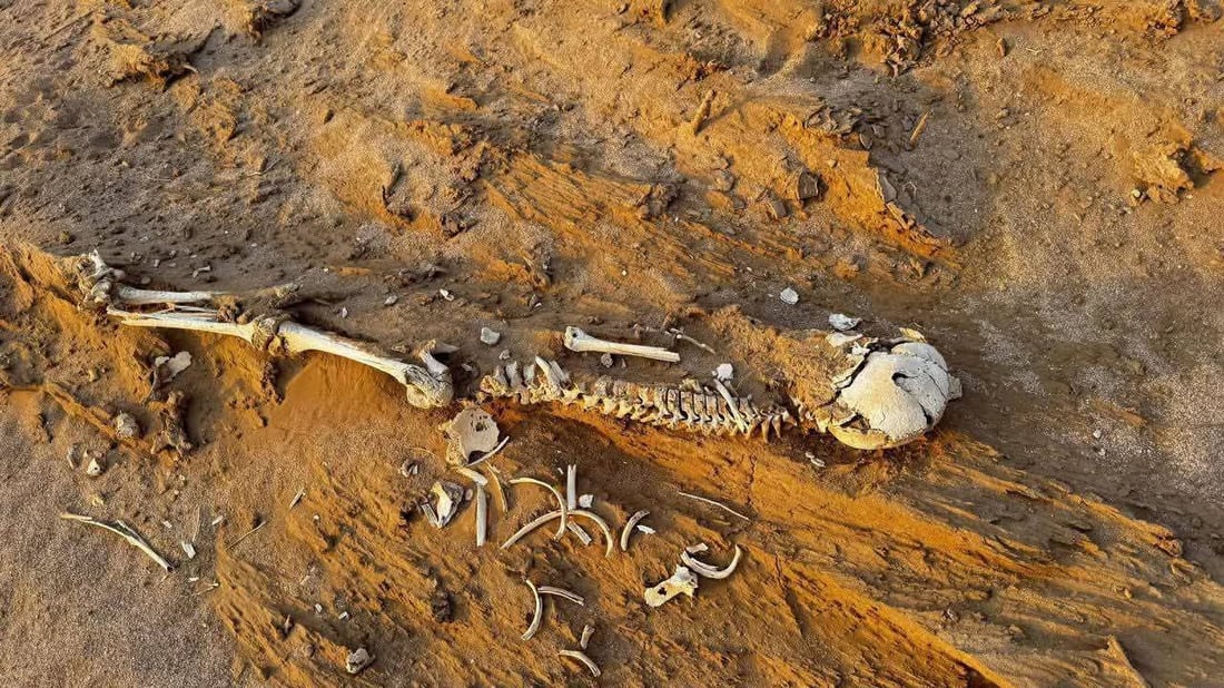 صور: العثور على هياكل عظمية بشرية قرب تل گيطان الأثري في ميسان