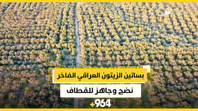بساتين الزيتون العراقي الفاخر من الجو.. نضج وجاهز للقطاف