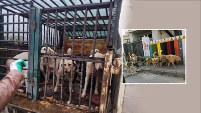 له‌ كۆیه‌ هه‌ڵمه‌تێكی دیكه‌ى خۆبه‌خشی بۆ كۆكردنه‌وه‌ى سه‌گى بێلانه‌ ده‌ستپێده‌كات