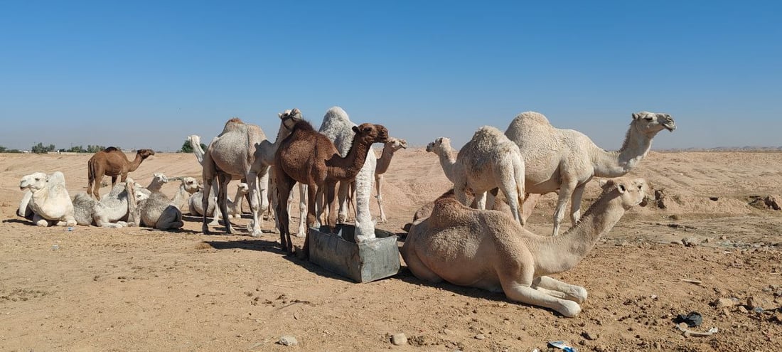 فيديو: البعران البيضاء الجميلة سرقت الأضواء في كركوك “وألبانها شفاء”