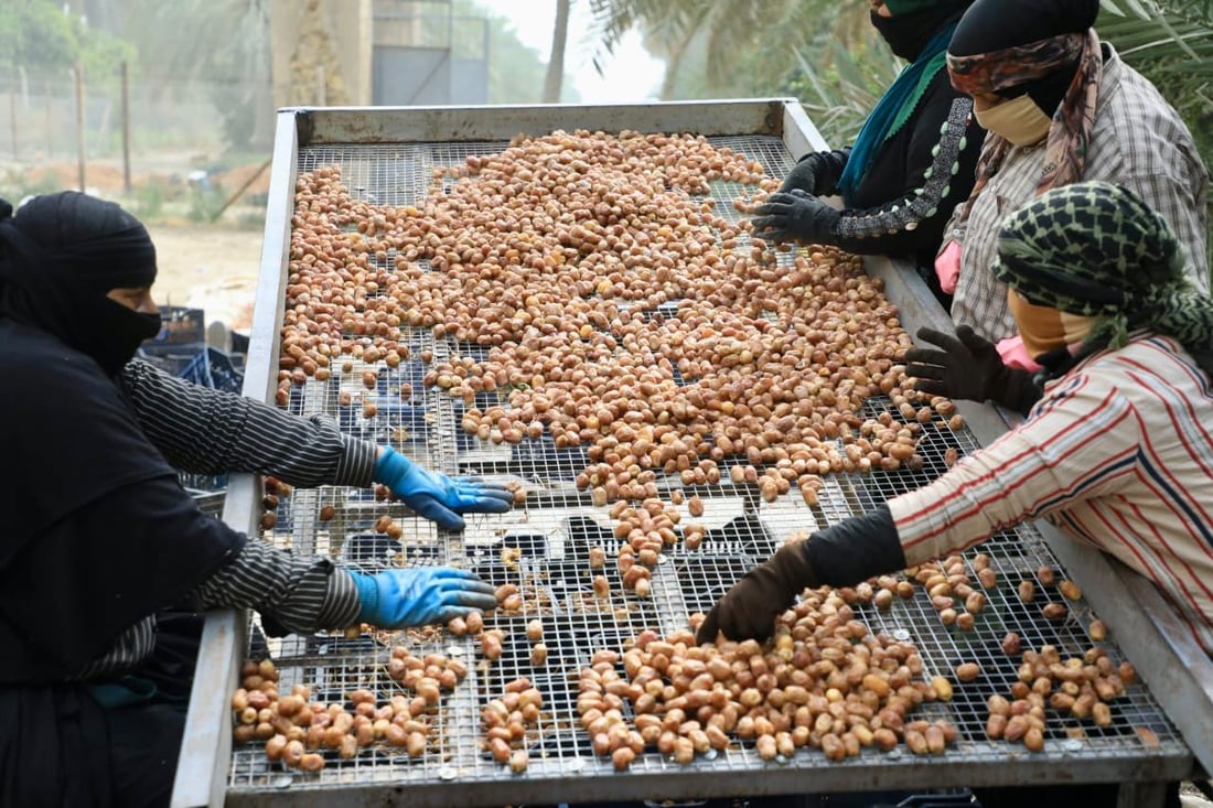 سوەیرە؛ پایتەختى خورماى عێراق