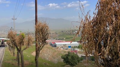 60 درەختى بەتەمەن لەسۆران وشک بوون