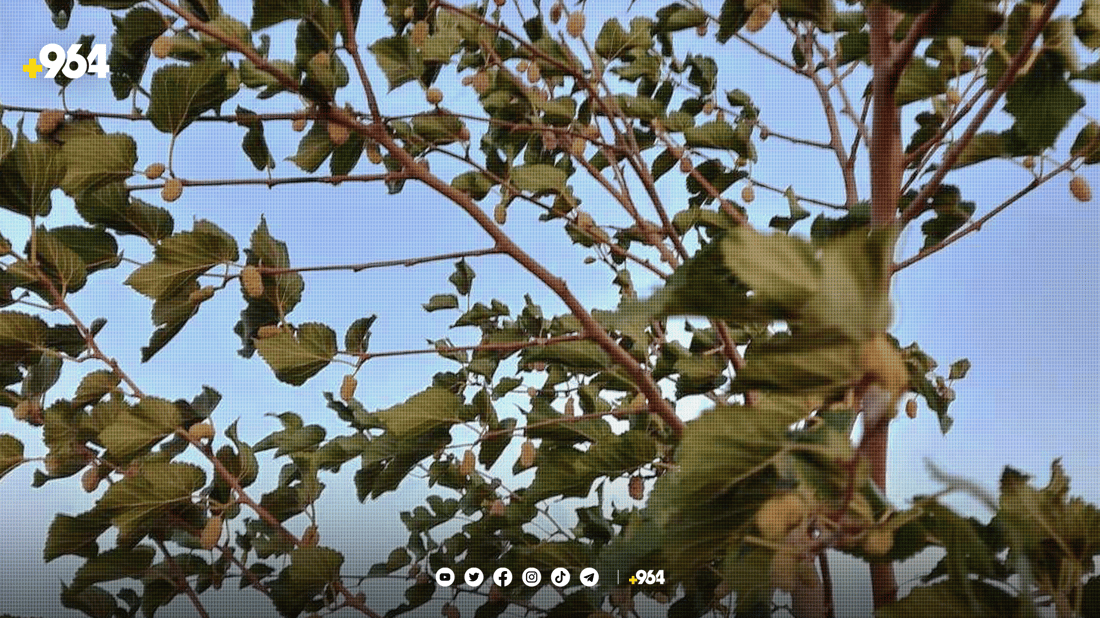 کۆمەڵێک خۆبەخشی پێنجوێن 17 هەزار دار توویان چاندووە