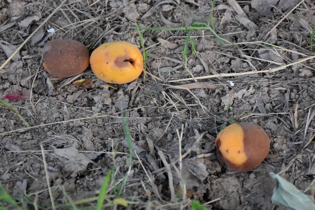 ئەمساڵیش قەیسی خانەقین بازاڕی نییە