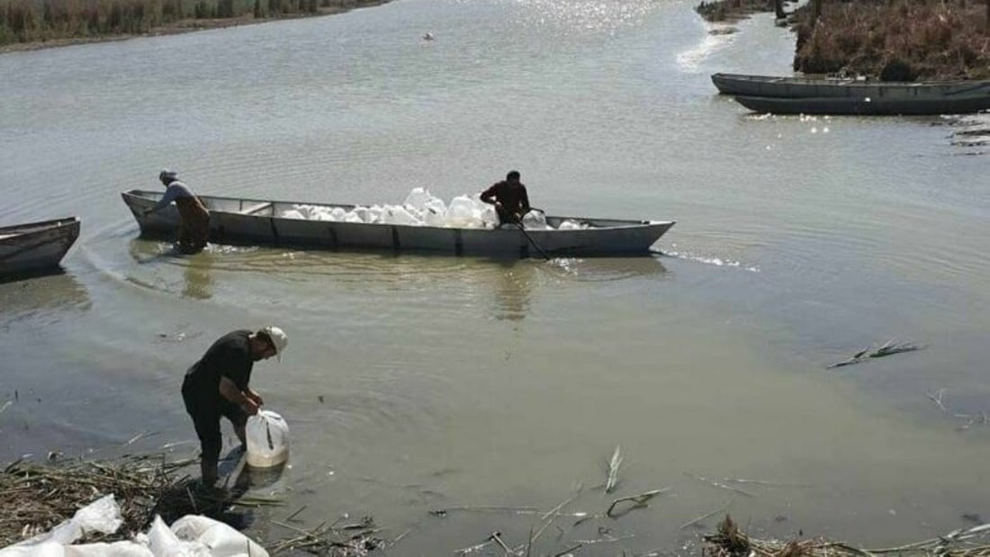 صور: إطلاق 8 ملايين “سابحة كارب” في أهوار الهدّام والعودة غربي ميسان