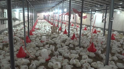 رئيس دواجن السليمانية: شركة عراقية “مدعومة” تسببت بكساد منتوجنا!