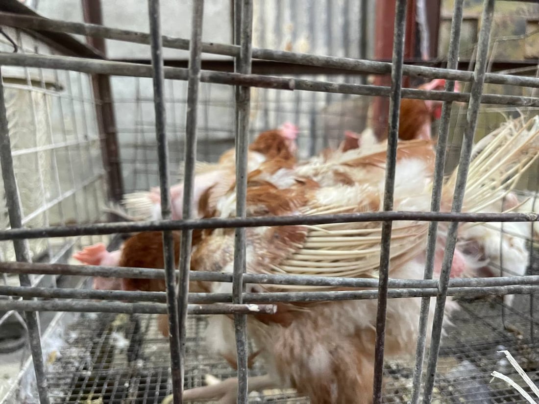 صور: دجاج “الشرش” وصل سوق القرنة.. رخيص ولا أحد يشتري الأحمر