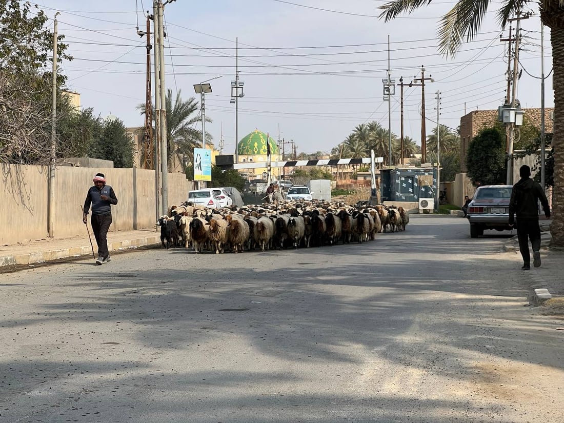 صور: القوات الأمنية تؤمن انتقال 10 آلاف رأس غنم إلى الشامية غرب الأنبار