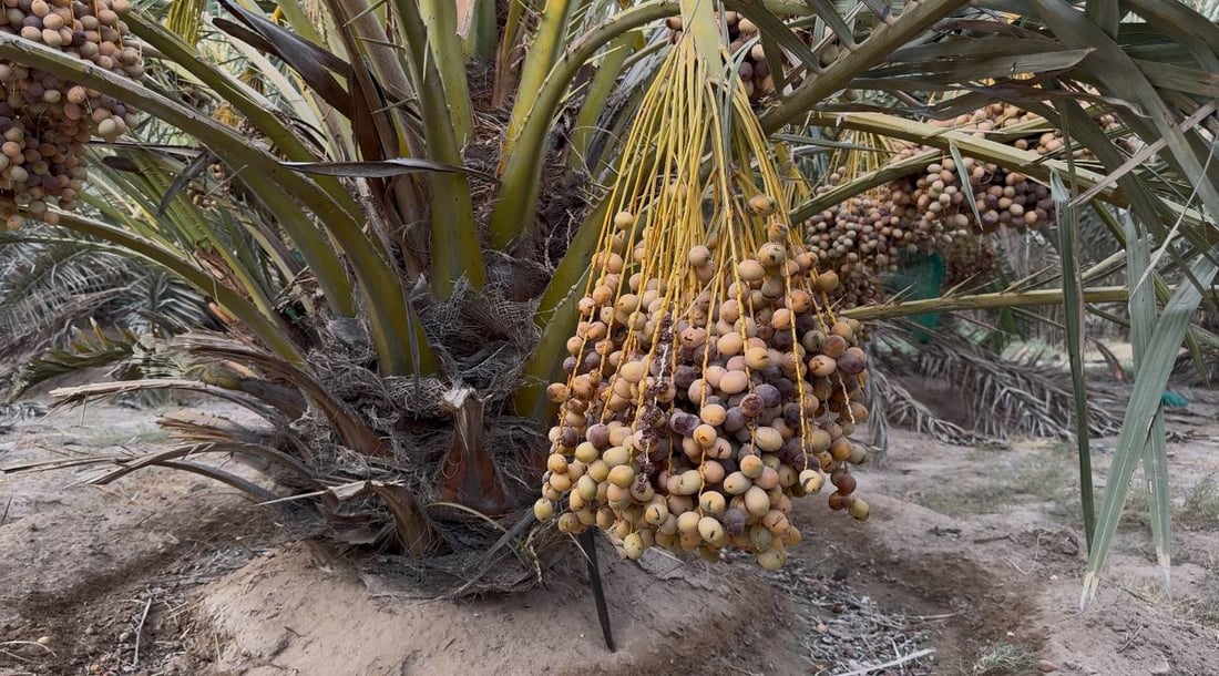 فيديو: وحده البرحي ينبت في الصحراء ويستحق ملياراً من خور الزبير