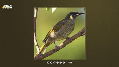 رەنگاڵە ئه‌و باڵندەیه‌ى ئاوازی رەسەنی خۆی لەبیرکردووه‌