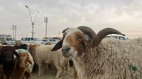 صور: السمين للأغنياء والنحيف 