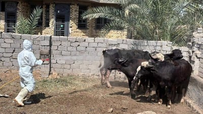 مرض صامت قد لا تشعرون به.. بابل تحذر من اللحوم في الأماكن غير المجازة