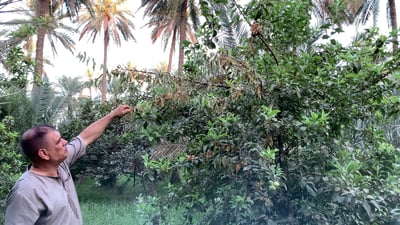 Fruit fly outbreak forces Husayniya farmers to harvest early, sell unripe crops to pickling factories