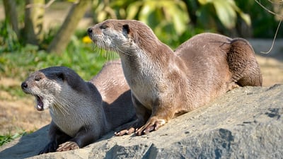 سەگی ئاوی عێراقی بە یەکێک لە دەگمەنترین جۆرەکانی سەگی ئاوی دادەنرێت