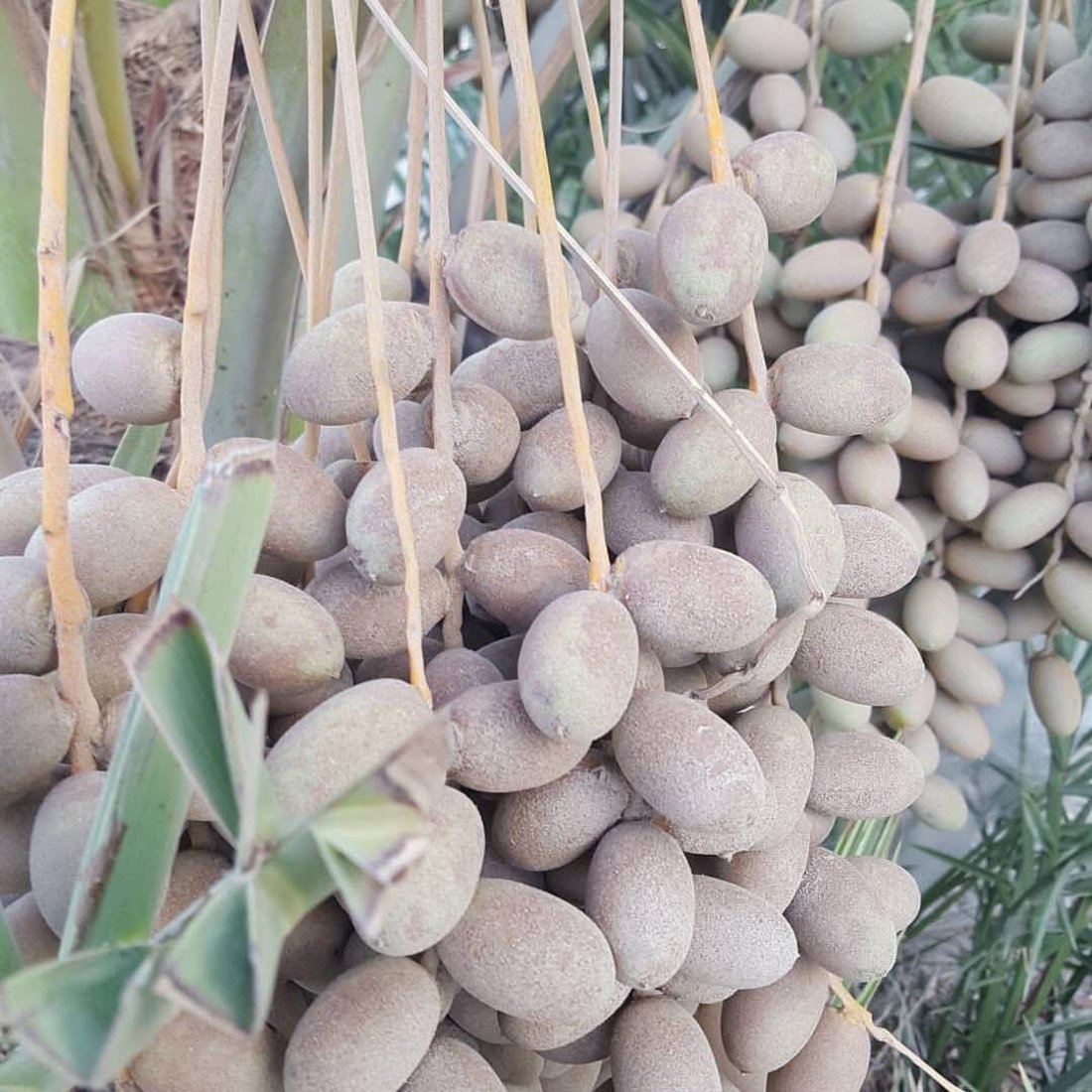 الأنبار تحارب “عنكبوت الغبار” فوق النخيل