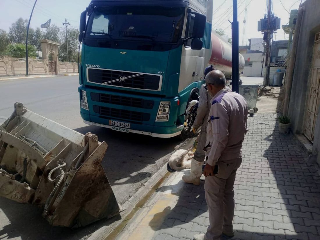 مامۆستایەکی ئاینی: نابێ بە پێدانی ژەهر سەگ لەناو ببرێ