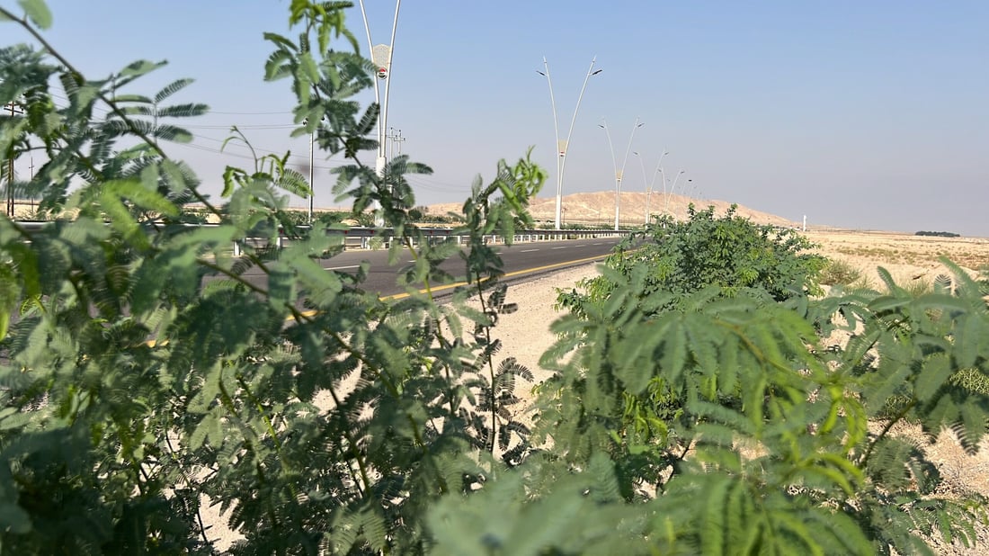 فيديو: سفوان تطوق جبل سنام بـ5 آلاف شجرة من شوك الشام