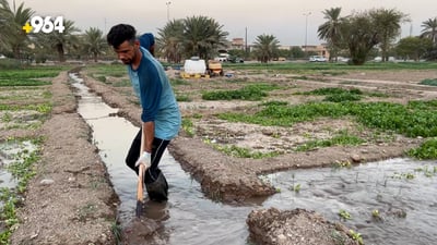 السيدية تكتفي بمزرعة شاكر عبود.. الخضروات تباع فور حصادها بأسعار رمزية (فيديو)