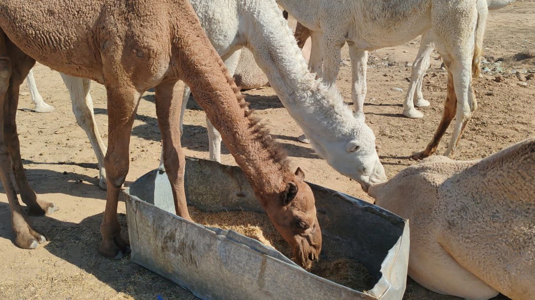 فيديو: البعران البيضاء الجميلة سرقت الأضواء في كركوك “وألبانها شفاء”