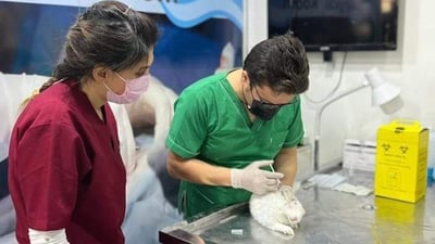 بيطري من الموصل: لا تجبروا قططكم على الاستحمام.. ولقحوها فوراً فقد ظهَر الطاعون