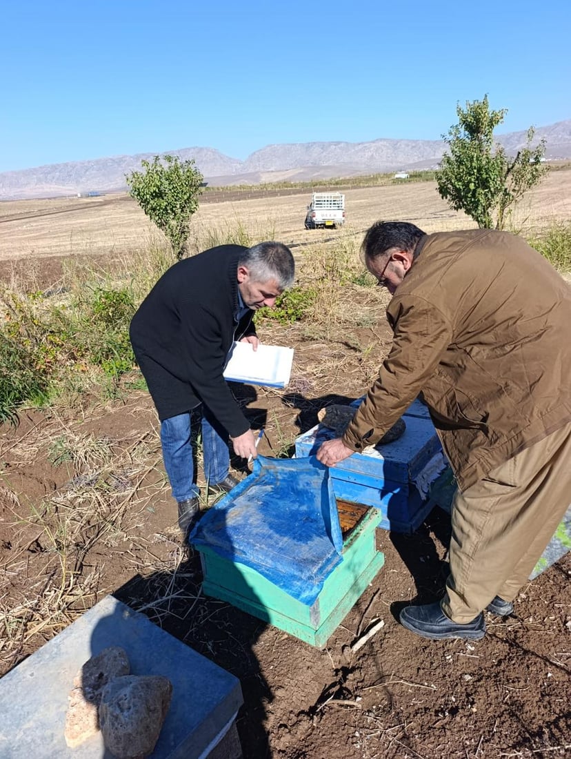 له‌ ئاكرێ سه‌رژمێری بۆ مێش هه‌نگه‌كان ده‌كرێت