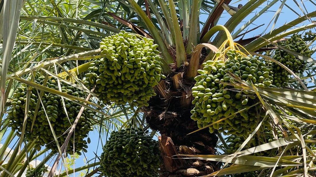 صور: البصرة تكافح “عنكبوت الغبار” في بساتين النخيل.. الفلاحون تسلموا المبيدات