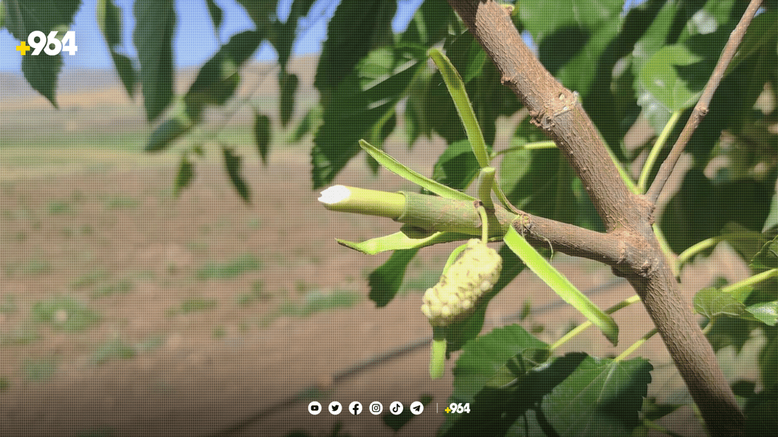 کۆمەڵێک خۆبەخشی پێنجوێن 17 هەزار دار توویان چاندووە