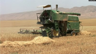 بفارق شاسع عن المواسم الماضية.. دهوك تترقب حصاد 300 ألف طن من الحنطة