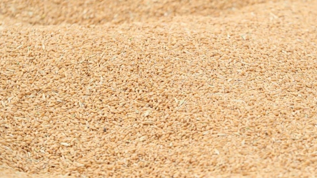 Iraq’s Trade Ministry declares full readiness for 2026 wheat procurement season