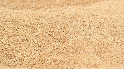 Iraq’s Trade Ministry declares full readiness for 2026 wheat procurement season