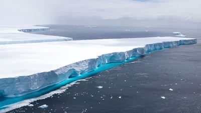 شاخێكی گەورەی بەستەڵەک خەریكە دەتوێتەوە