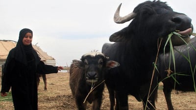 وشكەساڵی دانیشتوانی هۆڕەكانی ناچار كرد كۆچ بكەن