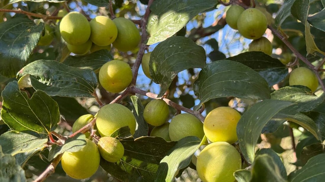 “نبك” البصرة جاهز.. هلمّوا يا تجار بغداد (صور)