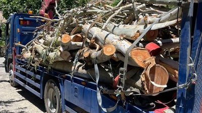 لەسەر بڕینى هەشت درەخت چوار کەس دەستگیرکران