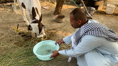 شاهد: بقرة تشم ماء المشخاب وترفضه.. “على السوداني مقايضة الحنطة بماء تركيا”