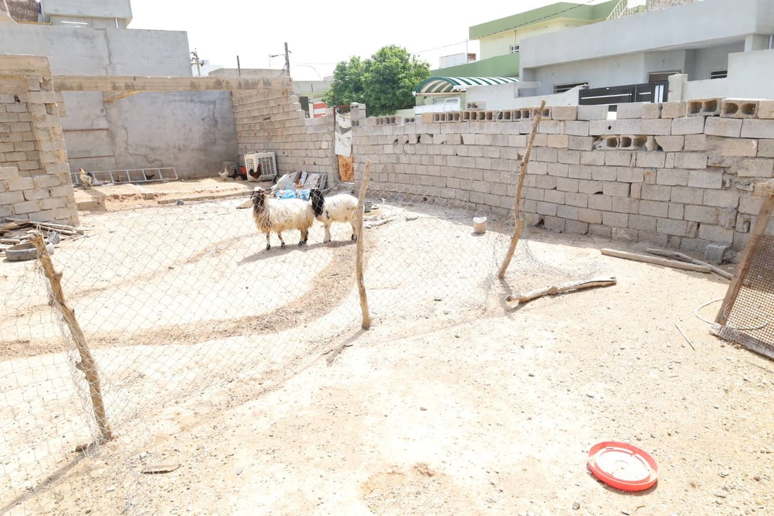 مۆڵه‌تى 24 كاتژمێر دراوه‌ته‌ خاوه‌ن ئاژه‌ڵه‌كانى قه‌زاى دوبز ئاژه‌ڵ له‌ گه‌وڕه‌كانیان نه‌هێڵن