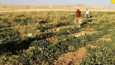 كشتوكاڵى مه‌خمور خاوه‌ن بێستانه‌كان ئاگادار ده‌كاته‌وه‌ ناویان تۆمار بكه‌ن