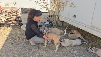 Sulaymaniyah woman runs private dog rescue amid stray crisis