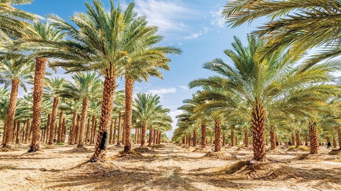 عێراق لە ژمارەی دارخورما یەكەمی جیهانە